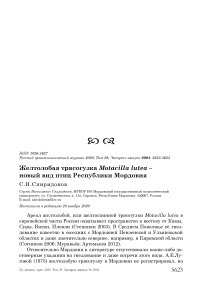 Желтолобая трясогузка Motacilla lutea - новый вид птиц Республики Мордовия