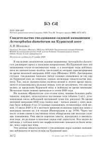 Свидетельство гнездования садовой камышевки Acrocephalus dumetorum на Куршской косе