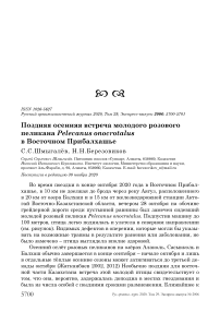 Поздняя осенняя встреча молодого розового пеликана Pelecanus onocrotalus в Восточном Прибалхашье