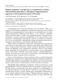 Новые данные о встречах уссурийского зуйка Charadrius placidus с обзором современного ареала и численности вида в России
