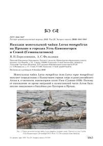 Находки монгольской чайки Larus mongolicus на Иртыше в городах Усть-Каменогорск и Семей (Семипалатинск)