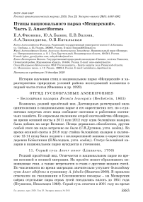 Птицы национального парка «Мещерский». Часть 2. Anseriformes