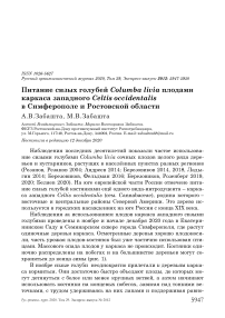 Питание сизых голубей Columba livia плодами каркаса западного Celtis occidentalis в Симферополе и Ростовской области
