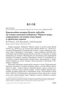 Краснозобая казарка Branta ruficollis на северо-западном побережье Чёрного моря: современное состояние популяции и проблемы охраны