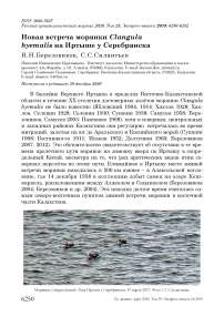 Новая встреча морянки Clangula hyemalis на Иртыше у Серебрянска