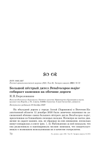 Большой пёстрый дятел Dendrocopos major собирает камешки на обочине дороги