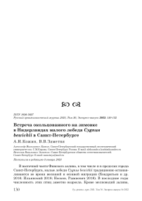 Встреча окольцованного на зимовке в Нидерландах малого лебедя Cygnus bewickii в Санкт-Петербурге