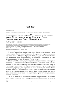 Нападение серых ворон Corvus cornix на седого дятла Picus canus в парке Красного Села (южная окраина Санкт-Петербурга)