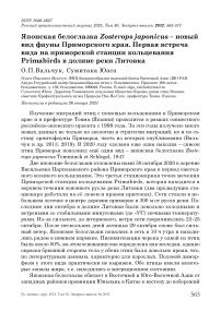 Японская белоглазка Zosterops japonicus - новый вид фауны Приморского края. Первая встреча вида на приморской станции кольцевания Primabirds в долине реки Литовка