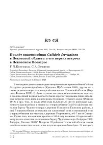 Пролёт краснозобика Calidris ferruginea в Псковской области и его первая встреча в Псковском Поозерье
