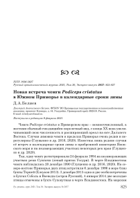 Новая встреча чомги Podiceps cristatus в Южном Приморье в календарные сроки зимы