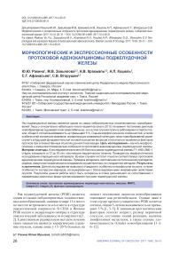 Морфологические и экспрессионные особенности протоковой аденокарциномы поджелудочной железы