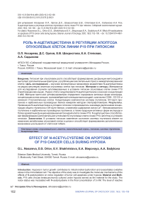 Роль n-ацетилцистеина в регуляции апоптоза опухолевых клеток линии Р19 при гипоксии
