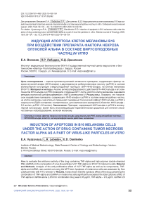 Индукция апоптоза клеток меланомы В16 при воздействии препарата фактора некроза опухолей альфа в составе вирусоподобных частиц in vitro