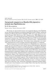 Амурский свиристель Bombycilla japonica - новый вид Прибайкалья