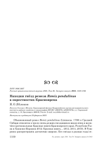 Находки гнёзд ремеза Remiz pendulinus в окрестностях Красноярска