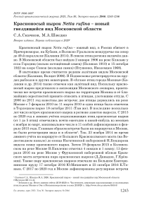 Красноносый нырок Netta rufina - новый гнездящийся вид Московской области