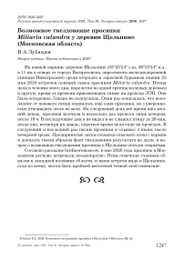 Возможное гнездование просянки Miliaria calandra у деревни Щельпино (Московская область)