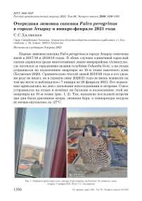 Очередная зимовка сапсана Falco peregrinus в городе Атырау в январе-феврале 2021 года