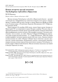 Новая встреча малой поганки Tachybaptus ruficollis в Иркутске