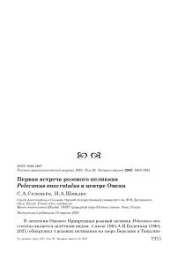 Первая встреча розового пеликана Pelecanus onocrotalus в центре Омска