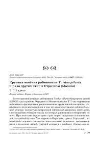 Крупная ночёвка рябинников Turdus pilaris и ряда других птиц в Отрадном (Москва)