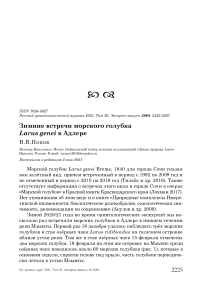 Зимние встречи морского голубка Larus genei в Адлере