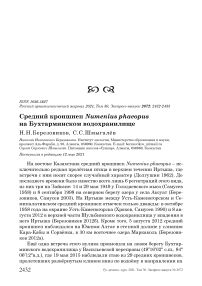 Средний кроншнеп Numenius phaeopus на Бухтарминском водохранилище