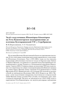 Залёт ходулочника Himantopus himantopus на Усть-Каменогорское водохранилище до плотины Бухтарминской ГЭС у Серебрянска