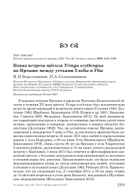 Новая встреча щёголя Tringa erythropus на Иртыше между устьями Ульбы и Убы