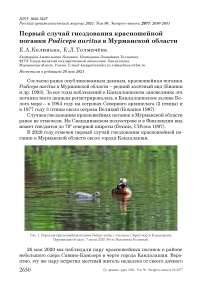 Первый случай гнездования красношейной поганки Podiceps auritus в Мурманской области