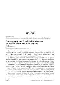 Гнездование сизой чайки Larus canus на крыше предприятия в Москве