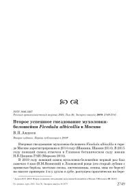 Второе успешное гнездование мухоловки-белошейки Ficedula albicollis в Москве