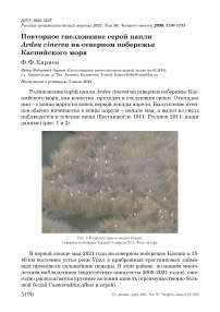 Повторное гнездование серой цапли Ardea cinerea на северном побережье Каспийского моря