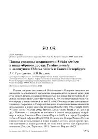 Плоды свидины шелковистой Swida sericea в пище чёрного дрозда Turdus merula и зеленушки Chloris chloris в Санкт-Петербурге