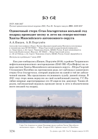 Одиночный стерх Grus leucogeranus восьмой год подряд проводит весну и лето на северо-востоке Ханты-Мансийского автономного округа