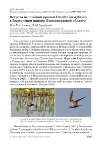 Встреча белощёкой крачки Chlidonias hybrida в Волховском районе Ленинградской области