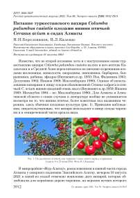 Питание туркестанского вяхиря Columba palumbus casiotis плодами вишни птичьей Cerasus avium в садах Алматы