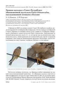 Зимняя находка в Санкт-Петербурге обыкновенной пустельги Falco tinnunculus, окольцованной птенцом в Польше