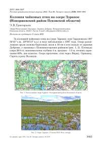 Колония чайковых птиц на озере Здраное (Новоржевский район Псковской области)
