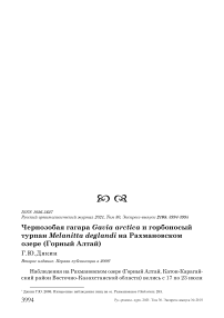 Чернозобая гагара Gavia arctica и горбоносый турпан Melanitta deglandi на Рахмановском озере (Горный Алтай)