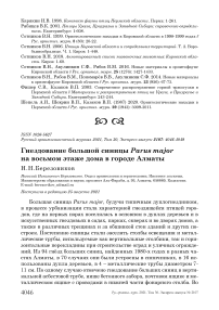 Гнездование большой синицы Parus major на восьмом этаже дома в городе Алматы