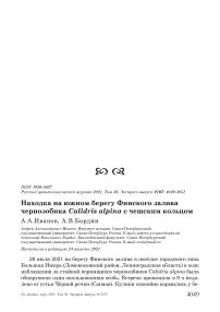 Находка на южном берегу Финского залива чернозобика Calidris alpina с чешским кольцом