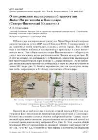 О гнездовании маскированной трясогузки Motacilla personata в Павлодаре (Северо-Восточный Казахстан)