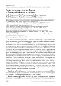 Встречи редких птиц в Твери и Тверской области в 2020 году