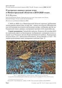 О встречах южных видов птиц в Нижегородской области в 2019-2020 годах