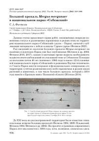 Большой крохаль Mergus merganser в национальном парке "Себежский"