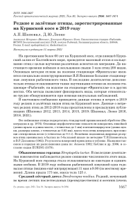 Редкие и залётные птицы, зарегистрированные на Куршской косе в 2019 году