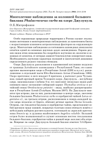 Многолетние наблюдения за колонией большого баклана Phalacrocorax carbo на озере Джулукуль