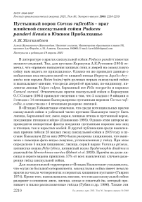 Пустынный ворон Corvus ruficollis - враг илийской саксаульной сойки Podoces panderi ilensis в Южном Прибалхашье